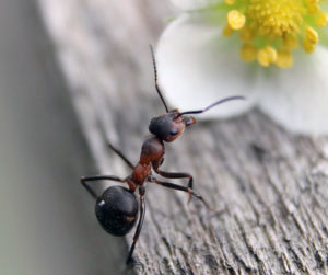 termitas aladas u hormigas