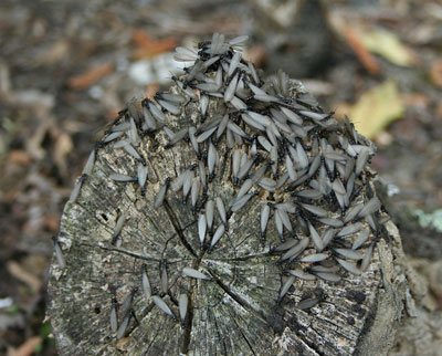 termitas aladas