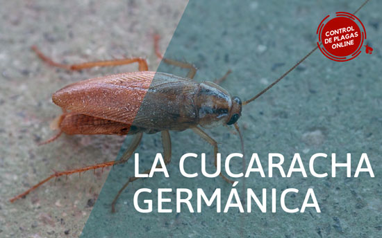 cucaracha germanica